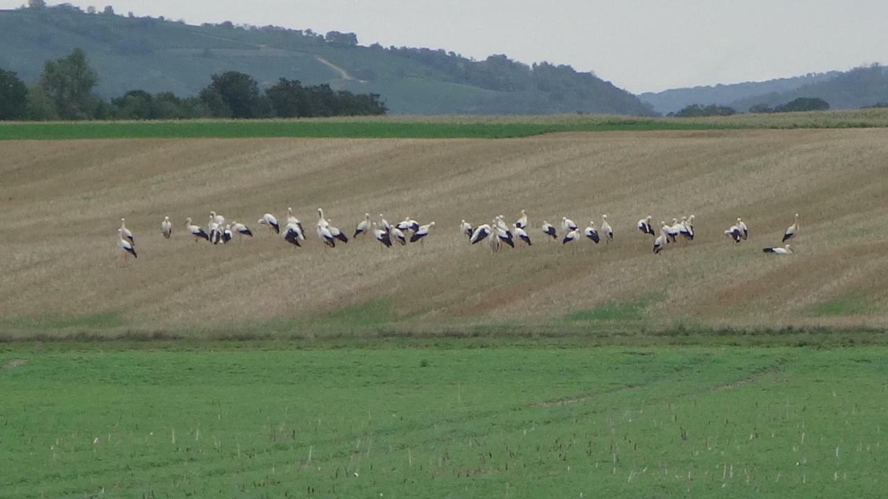 Gite Le Petit Moulin Rosenwiller 外观 照片